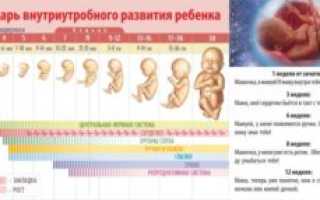 Дни эволюции при зачатии ребенка