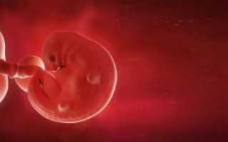 6 неделя беременности что происходит