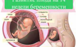 Беременность 14 недель плацента