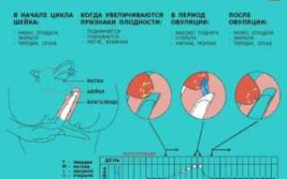Признаки овуляции после родов
