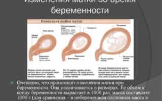 Какая должна быть матка на ощупь при беременности