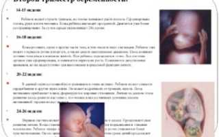 На каком сроке начинает шевелиться ребенок при второй