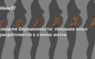 Когда плодное яйцо прикрепляется к стенке матки