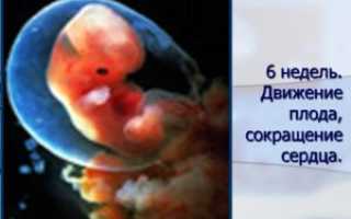 Как выглядит ребенок в животе в 5 недель