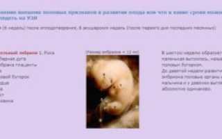 Самый ранний срок определения пола ребенка по узи
